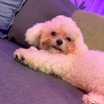 [더보이즈] 요 강쥐 너무 귀엽지 않니