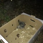 [이것좀봐줘] 새끼 비둘기 발견했어