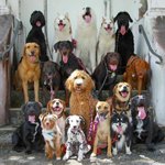 단체 사진에 진심인 댕댕이 <b>모임</b>