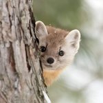 [더보이즈] 큐<b>담비</b>