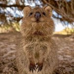 <b>쿼카</b>도 등장! ❤️