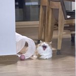 <b>하품</b>하는 울 고앵 자랑