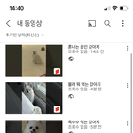 [댓글부탁해] 우리집 강아지