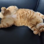 [고양이] 라떼, 아나 왔어여 : D