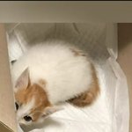 [고양이] <b>상자</b>에서 만난 고양이 이야기