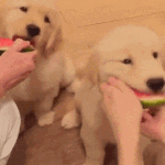 [드루와] 헐 우리 <b>인공눈물</b> 잘못 넣고 있었음