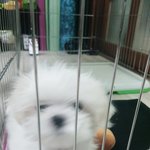 +강아지 자랑할데가 없어..