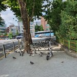 약혐 울동네 비둘기 <b>현황</b>
