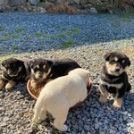 라면 2개 끓이는거 개돼지냐
