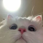 넷플vs<b>왓챠</b>vs웨이브