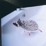 [TXT] <b>오디</b> 개귀얍네