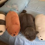 5월생이 <b>더위</b>를 잘 안먹고 11월생이 <b>더위</b>를 잘 먹는대