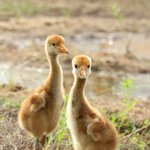[더보이즈] 김영훈 아기<b>두루미</b>