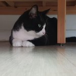 [고양이] 으르<b>신의</b> 주말~