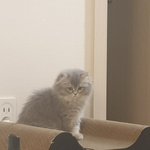 [고양이] 우리집 <b>반려묘</b>, 고양이는 사랑입니다 ~