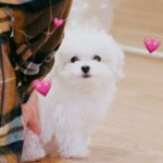 <b>스카</b>인데 똥마려워