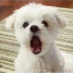 [아이콘] 닮아 보이긴 하다