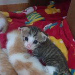 [고양이] 우리 집 애기 고양이 자랑