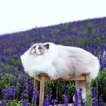 보기만 해도 따뜻한 복슬복슬 귀요미들