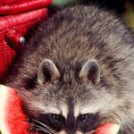 여름엔 국룰 <b>수박</b>!!ㅎㅎ