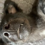 강아지 이빨 is <b>뾰족</b>
