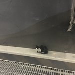 길냥이 세마리와 함께사는 <b>집사</b>이야기! 구경하실래요?!?