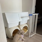 [강아지] <b>이상행동</b>을 해요..(인형,낑낑거림)