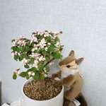 [펜타곤] <b>화분</b>샀는데 대롬지인형과 찰떡