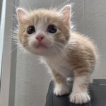 [드루와] 른으로 먹으려고 성격 개조하는 거ㅋㅋㅋㅋㅋ