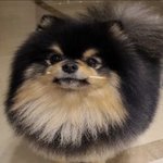 [군대] 요새 맨날 본다 하는 영상 있어??