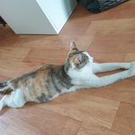 [고양이] 우리집 애기 고양이들2