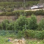 카페 밑에 사는 불쌍한 개