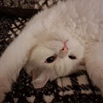 [고양이] 기억자로 자는 고양이 봤나요?