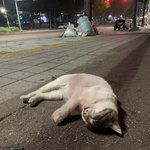 떡실신한 고양이 보여<b>주까</b>
