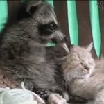 이거 김<b>서누</b>랑 째짜니