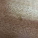 2개월된 애기강아지 <b>설사</b>했는데