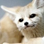 [<b>인적</b>성검사] 횐님들~ 날도 더운데 집에 꼭 붙어계세요~