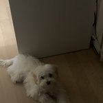 [추반] 울집 댕댕이 미용 <b>전후</b> 뭐가더 나음??