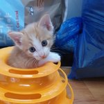 [고양이] 우리집 애기 고양이 <b>자랑</b>3