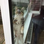 아깽이 시절에도 <b>늠름</b>한 '메인쿤'