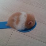 [꼭조언부탁] 이런 코는 무슨 성형 해야돼?