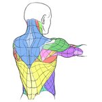 <b>흉곽</b> 좁으면 진짜