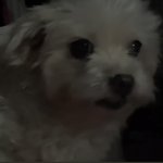 [드루와] 울<b>집</b> 강아지 <b>털</b>쪘을때 영상 보는데