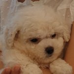 입양강아지폐사(영등포펫샵의 두얼굴)