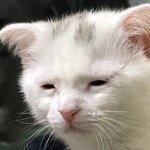 하찮다를 어떻게 <b>설명</b>해야하지