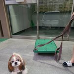 [조언부탁해] 강아지 <b>미용</b>