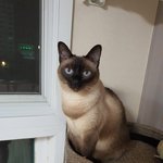 [고양이] 고양이 보고 가실분?