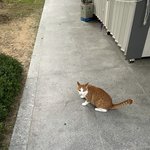 <b>집앞</b> 편의점 고양이 미모보소 ㅋㅋ