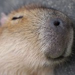 <b>와나</b> 12시간잠ㅋㅋㅌㅋㅋ
