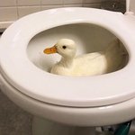 더위 많이 타는거 진짜 개싫다